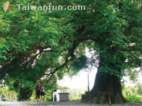 Tianwei: The Sweet Garden that exudes the wonderful fragrance of joy and romance