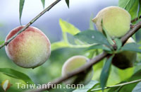 Agricultural Products in Taitung
