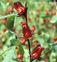 Agricultural Products in Taitung