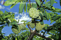 Agricultural Products in Taitung