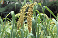 Agricultural Products in Taitung
