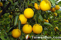 Agricultural Products in Taitung