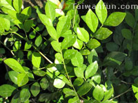 Common jasmine orange