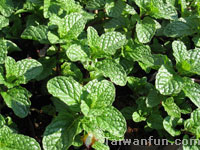 Mint 