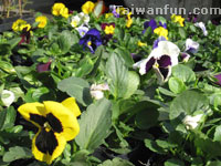 Violets