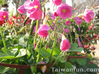 Wood-sorrel