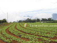 Carrot/White Radish Farm in 