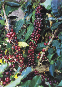 A shared aromatic passion