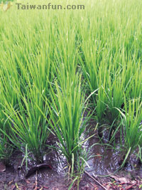 Going organic for good health in Taichung 