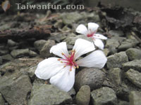 Wufeng Qing Tong Lin Hiking Trail