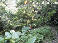 Wufeng Qing Tong Lin Hiking Trail