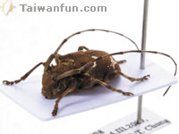 �u�Һ���D�ءv����]25�g�~�y