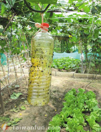 Urban farming: Taichung city residents return to the soil