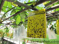 Urban farming: Taichung city residents return to the soil