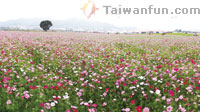 2013 Xinshe Flower Festival
