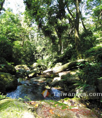 Check out a buried giant and a bird's nest fern forest by Big Snow Mountain
