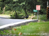 Or try bird-watching on Big Snow Mountain
