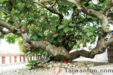 A living cultural museum: Tu-Niu Hakka Museum in Shigang