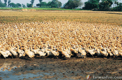 Putting an end to avian flu: A race against time