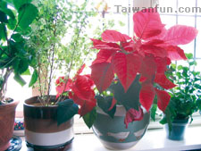 Top 10 tips for detoxing your home